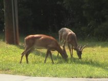 Vacation2003Deer (8396 bytes)