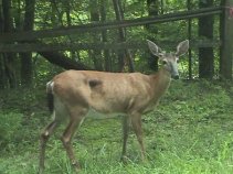 Vacation2003Deer (11773 bytes)