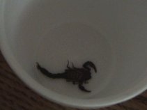 Vacation2003CabinScorpion (3858 bytes)