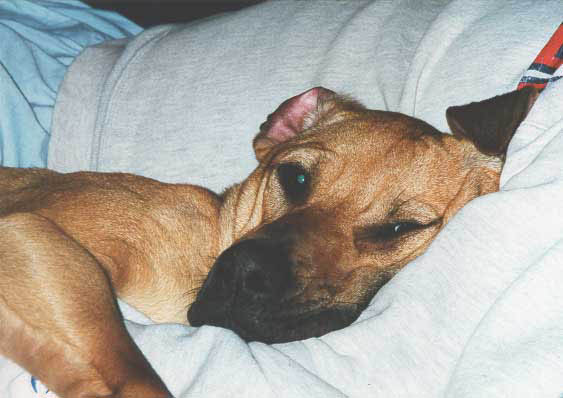 lulu