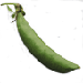 Joe Produce