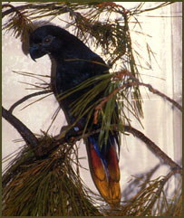 The Black Lori