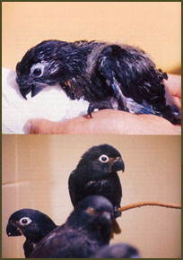 Black Lori Fledgelings