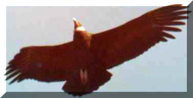 Condor2.jpg (3078 bytes) V�nculo a la P�g. Web de Los Gigantes