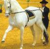 picture of spanish horses