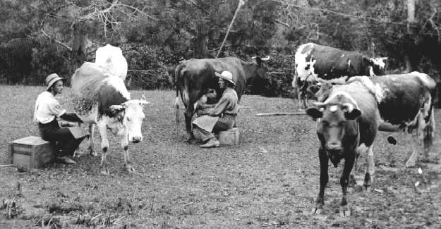 Claude milking cow