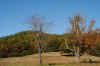 daytimemooncadescove.jpg (66501 bytes)