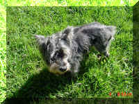 Found Doggy.jpg (168398 bytes)