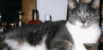 gracie'spic.jpg (618623 bytes)