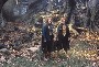 "What the...??" in Fangorn
