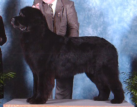 NCNC Regional Specialty ~ 1st Open Black Bitch