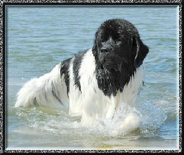 "Brandy" at the ocean in Rhode Island