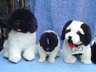 Black & White
