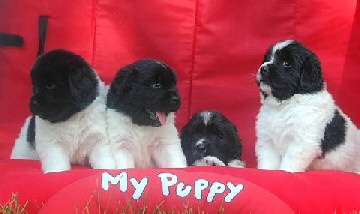 "My Puppy"