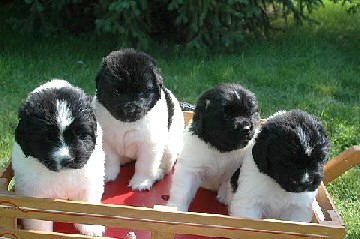Wagon full of puppies