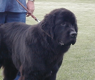 "How Handsome is Doc at 7 Months old" 