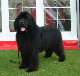 Hanna's Sire