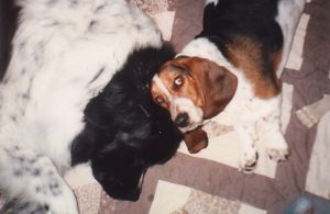 Happy and Kodi