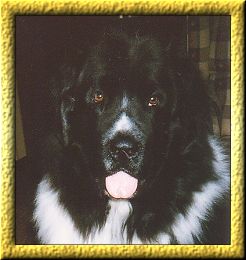 Kodi