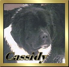 Click here to visit Cassidy