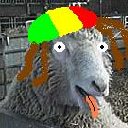 Rasta Sheep1