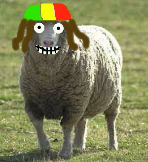 Rasta Sheep2