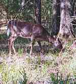 Deer in Cades Cove