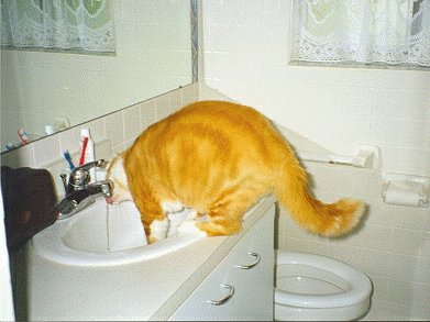 /user/sink.gif