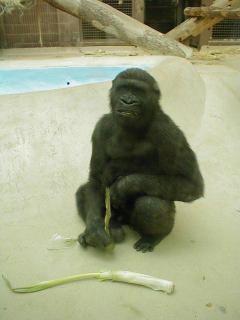 gorilla