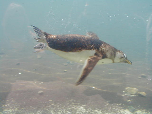 penguin