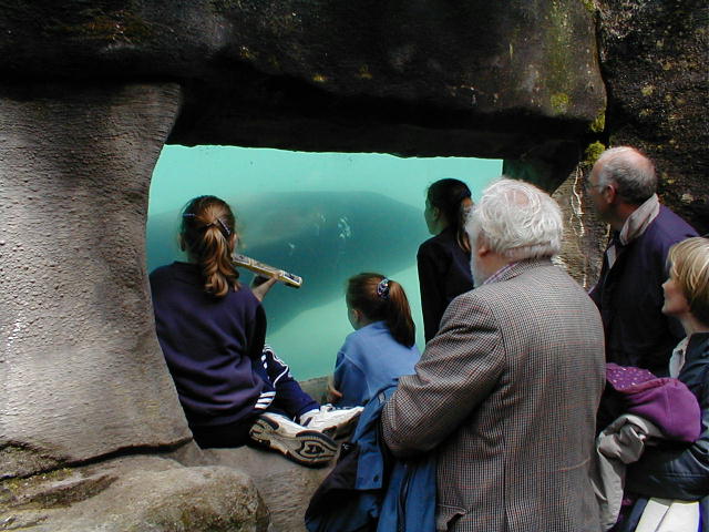 sealion