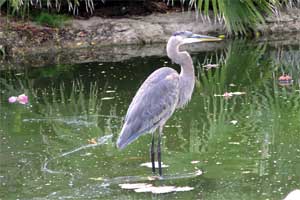 This bird enjoyed posing for the camera