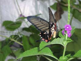 Watching the butterfly feed