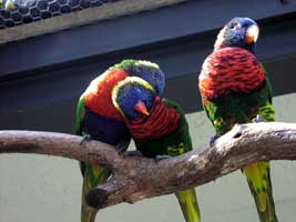 Colorful plumage