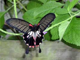 Butterfly on branch