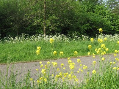 Gele bloemen