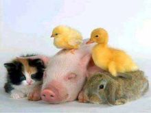 dieren