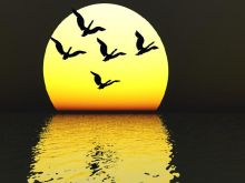 zonvogels