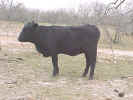 BlackCow3.jpg (83257 bytes)