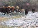 Cows-Group1.jpg (109050 bytes)