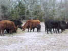 Cows-Group2.jpg (63576 bytes)