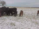 Cows-Group3.jpg (85209 bytes)