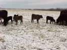Cows-Group4.jpg (100295 bytes)