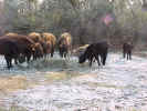Cows-Group5.jpg (103980 bytes)