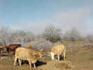 CowsA1.jpg (55565 bytes)