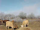 CowsA2.jpg (56581 bytes)