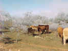 CowsB2.jpg (68479 bytes)