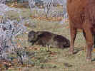 CowsC1.jpg (93709 bytes)