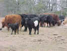 CowsEating2.jpg (93278 bytes)