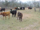 CowsEating.jpg (82086 bytes)